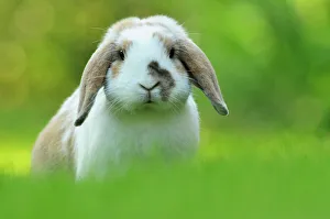 Portrait of brown and white coated Holland lop-eared domestic rabbit (Oryctolagus Portrait of brown and white coated Holland lop-eared domestic rabbit (Oryctolagus