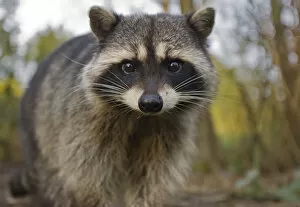 Images Dated 20th March 2010: Portrait of a Common Racoon (Procyon lotor). Stanley Park, Vancouver, Canada, March