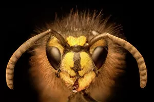 Wasps Gallery: Portrait of a Common Wasp (Vespula vulgaris). UK. Focus stacked image (dead specimen)