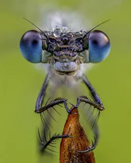 Portrait of a Emerald damselfly (Lestes sponsa) Yorkshire, August. Focus stacked image Portrait of a Emerald damselfly (Lestes sponsa) Yorkshire, August. Focus stacked image