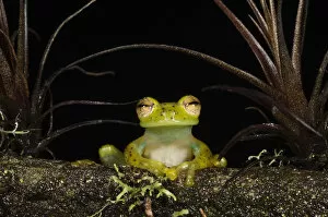 Images Dated 31st July 2010: Portrait of an Emerald Glass Frog (Espadarana / Centrolenella prosoblepon). Captive