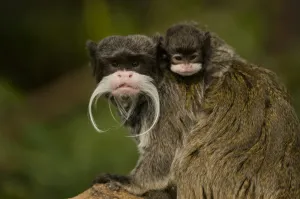 Portrait of an Emperor Tamarin (Saguinus imperator) mother with baby. Captive. Endemic to Peru Portrait of an Emperor Tamarin (Saguinus imperator) mother with baby. Captive. Endemic to Peru