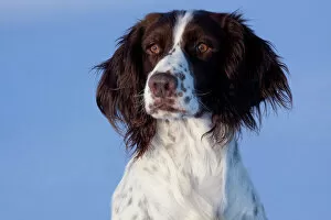 Facial Expression Collection: Portrait of English Springer Spaniel (field type). Elkhorn, Wisconsin, USA, January
