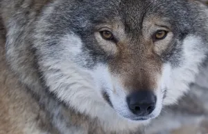 Portrait of a European grey wolf (Canis lupus), captive, Norway, February Portrait of a European grey wolf (Canis lupus), captive, Norway, February