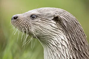 Portrait of European river otter {Lutra lutra} captive, UK Portrait of European river otter {Lutra lutra} captive, UK