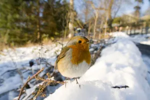 Portrait of a European Robin (Erithacus rubecula) in snow. Edinburgh, UK, December Portrait of a European Robin (Erithacus rubecula) in snow. Edinburgh, UK, December