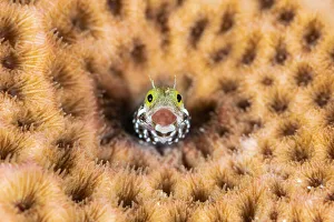 Portrait of the face of a Spinyhead blenny (Acanthemblemaria spinosa Portrait of the face of a Spinyhead blenny (Acanthemblemaria spinosa