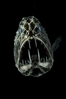 Portrait of Fangtooth {Anoplogaster cornuta} Atlantic Portrait of Fangtooth {Anoplogaster cornuta} Atlantic