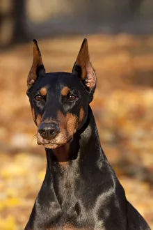 2010 highlights/portrait female doberman pinscher sitting yellow 2010 highlights/portrait female doberman pinscher sitting yellow