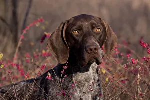 Portrait of German Shorthair Pointer in thicket of pink berries, Illinois, USA Portrait of German Shorthair Pointer in thicket of pink berries, Illinois, USA