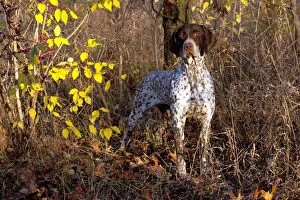 Front View Gallery: Portrait of German Shorthair Pointer in woodland, Illinois, USA