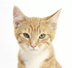 Blue Eyes Gallery: Portrait of a ginger kitten