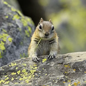 Portrait of Golden Mantled Ground Squirrel (Spermophilus lateralis) with a blade Portrait of Golden Mantled Ground Squirrel (Spermophilus lateralis) with a blade