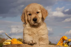 Portrait of Golden Retriever puppy with paw on rim of basket full of gourds, Connecticut Portrait of Golden Retriever puppy with paw on rim of basket full of gourds, Connecticut