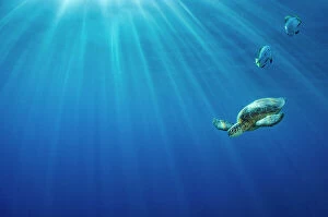 Threatened Gallery: Portrait of a Green sea turtle (Chelonia mydas) in morning light