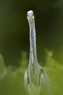 Portrait of Grey Heron (Ardea cinerea) looking directly at lens. The Netherlands, June Portrait of Grey Heron (Ardea cinerea) looking directly at lens. The Netherlands, June
