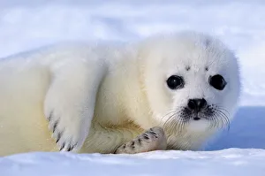 Portrait of Harp seal (Phoca groenlandicus) pup, Magdalen Islands, Gulf of St Lawrence Portrait of Harp seal (Phoca groenlandicus) pup, Magdalen Islands, Gulf of St Lawrence