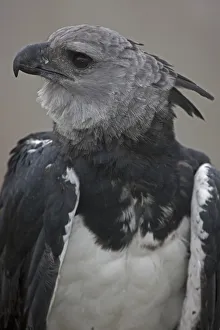 Portrait of a Harpy Eagle (Harpia harpyja) - captive. Endemic to South American tropical Portrait of a Harpy Eagle (Harpia harpyja) - captive. Endemic to South American tropical