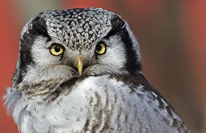 Portrait of a Hawk Owl (Surnia ulula). Uto, Finland, March Portrait of a Hawk Owl (Surnia ulula). Uto, Finland, March