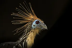 Portrait of a Hoatzin (Ophisthocomus hoazin) on black background Portrait of a Hoatzin (Ophisthocomus hoazin) on black background