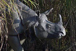 Indian Rhinoceros Gallery: Portrait of an Indian Rhinoceros (Rhinoceros unicornis). Kaziranga National Park, India