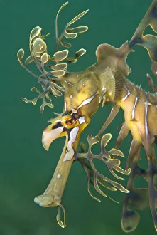 A portrait of a Leafy Seadragon (Phycodurus eques). Wool Bay Jetty, Edithburgh, Yorke Peninsular A portrait of a Leafy Seadragon (Phycodurus eques). Wool Bay Jetty, Edithburgh, Yorke Peninsular
