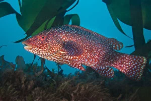 Actinopterygii Gallery: A portrait of a male Ballan wrasse (Labrus bergylta), showing his bright mating colours