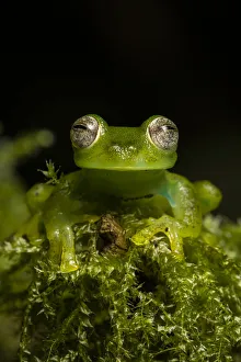 Portrait of a male Emerald glass frog (Espadarana prosoblepon) Ecuador Portrait of a male Emerald glass frog (Espadarana prosoblepon) Ecuador