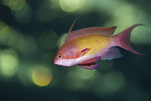 Portrait of male Scalefin anthias (Pseudanthias squamipinnis) swimming in open water Portrait of male Scalefin anthias (Pseudanthias squamipinnis) swimming in open water