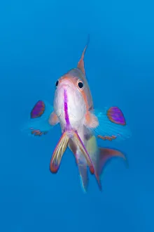 Portrait of male Scalefin anthias (Pseudanthias squamipinnis) swimming in open water Portrait of male Scalefin anthias (Pseudanthias squamipinnis) swimming in open water