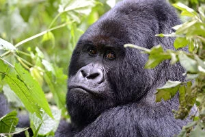 Hominoidea Gallery: Portrait of male silverback Mountain gorilla (Gorilla beringei beringei) Virunga National Park