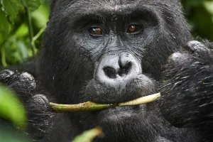 Portrait of male silverback Mountain gorilla (Gorilla beringei beringei) feeding Portrait of male silverback Mountain gorilla (Gorilla beringei beringei) feeding
