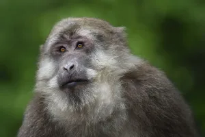 Portrait of male Tibetan macaque (Macaca thibetana) sitting in the bush in Tangjiahe Portrait of male Tibetan macaque (Macaca thibetana) sitting in the bush in Tangjiahe
