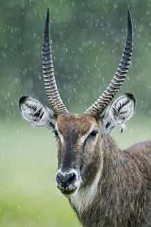 Portrait of male Waterbuck (Kobus ellipsiprymnus) in the rain, Masai-Mara game reserve Portrait of male Waterbuck (Kobus ellipsiprymnus) in the rain, Masai-Mara game reserve