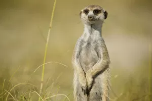 Portrait of a meerkat (Suricata suricatta) or suricate, looking at the camera