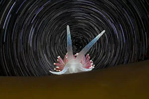 Portrait of a Nudibranch (Flabellina pellucida) on a kelp frond with star trails Portrait of a Nudibranch (Flabellina pellucida) on a kelp frond with star trails