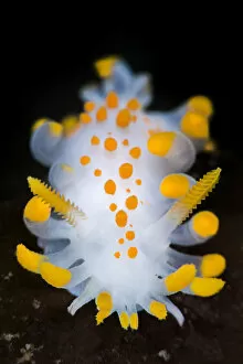 Images Dated 10th March 2013: A portrait of a nudibranch ( Limacia clavigera) searching for food on algae. Gulen, Norway