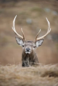 Images Dated 6th February 2010: Portrait of Red deer (Cervus elaphus) stag, Lochaber, West Highlands, Scotland, February