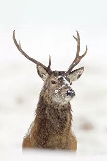 Uplands Gallery: Portrait of Red deer stag (Cervus elaphus) on open moorland in snow, Cairngorms NP
