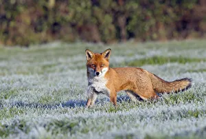Portrait of a Red Fox (Vulpes vulpes) in a frosty field. Buckinghamshire, UK, December Portrait of a Red Fox (Vulpes vulpes) in a frosty field. Buckinghamshire, UK, December