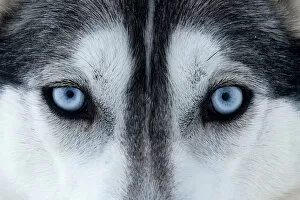 Blue Eyes Gallery: Portrait of Siberian Husky dog face used as sled dogs inside Riisitunturi National Park