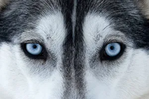 Portrait of Siberian Husky dog face used as sled dogs inside Riisitunturi National Park Portrait of Siberian Husky dog face used as sled dogs inside Riisitunturi National Park