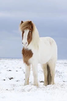 Images Dated 5th March 2014: Portrait of Skewbald Icelandic horse in the snow, Snaefellsnes Peninsula, Iceland, March