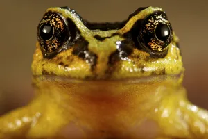 Portrait of a Spiny-chest Frog (Alsodes norae) endemic to Oncol Park, Chile, January Portrait of a Spiny-chest Frog (Alsodes norae) endemic to Oncol Park, Chile, January