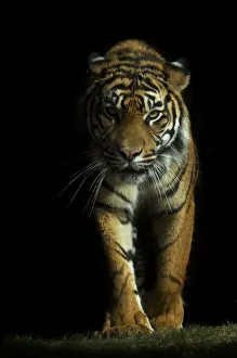 Portrait of Sumatran tiger (Panthera tigris sumatrae) walking towards camera with Portrait of Sumatran tiger (Panthera tigris sumatrae) walking towards camera with