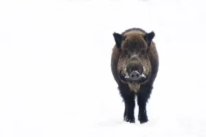 Portrait of Wild Boar (Sus scrofa) standing in snow. The Netherlands, January Portrait of Wild Boar (Sus scrofa) standing in snow. The Netherlands, January