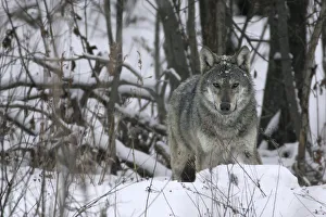 Portrait of a wild Carpathian Grey Wolf (Canis lupus lupus) in snow-bound woodland habitat Portrait of a wild Carpathian Grey Wolf (Canis lupus lupus) in snow-bound woodland habitat