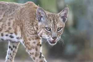 Images Dated 7th December 2019: Portrait of a wild male Bobcat (Lynx rufus), Texas, USA. September