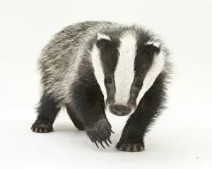 Claws Gallery: Portrait of a young Badger (Meles meles)