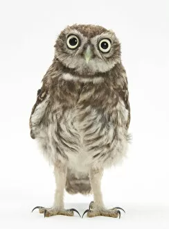 Facial Expression Collection: Portrait of a young Little Owl (Athene noctua)